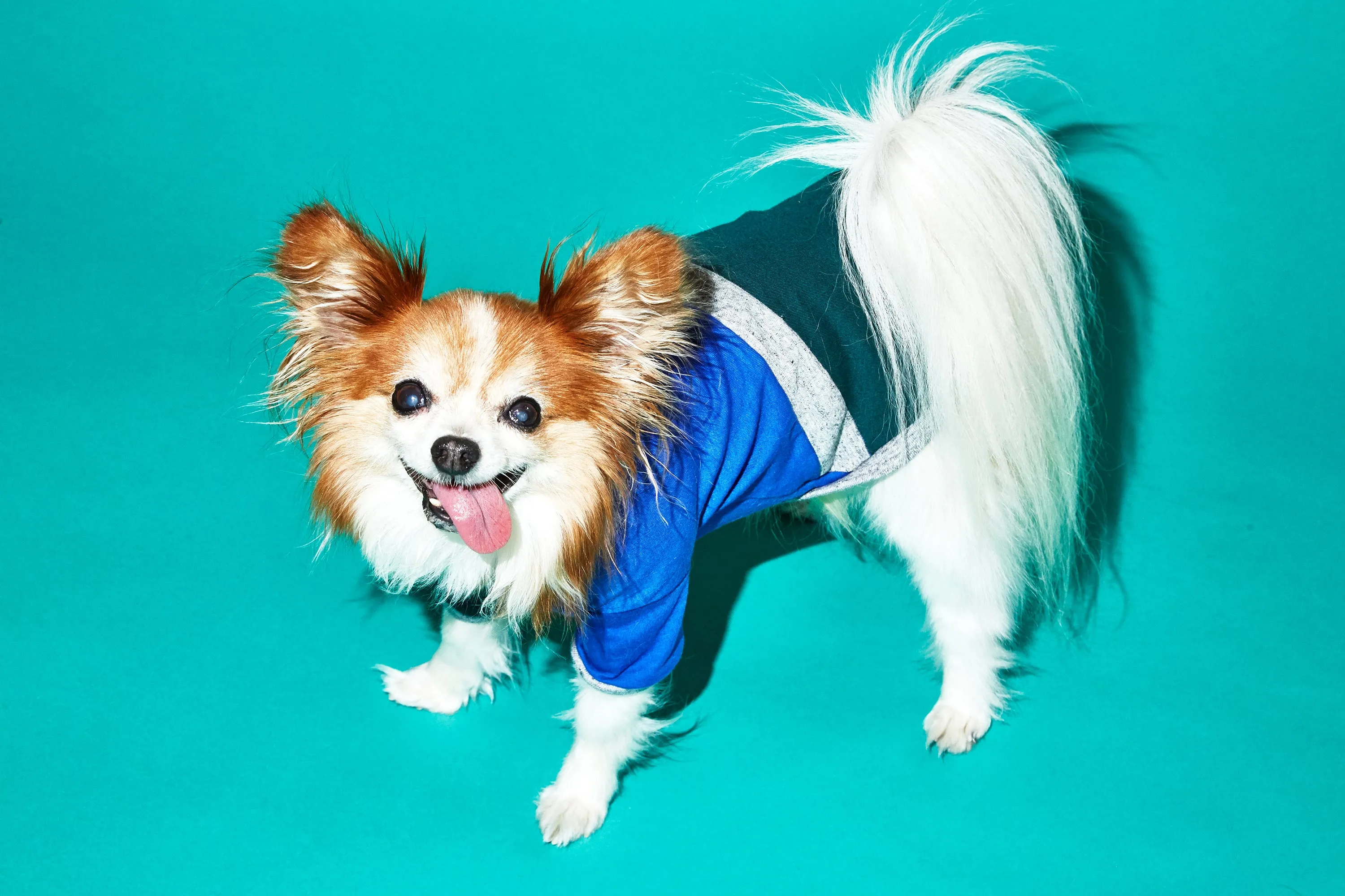 Diagonal Stripe Dog T-shirt: Blue Green